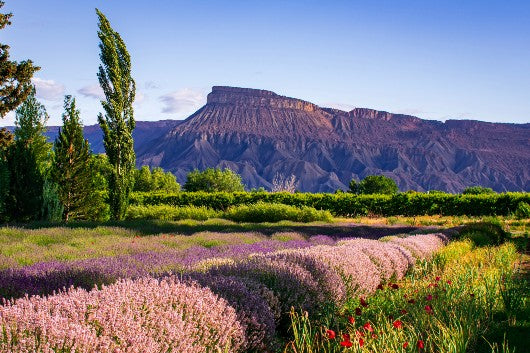 scenic landscape in Palisade, Colorado